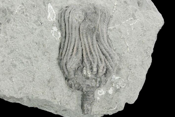 Crinoid (Platycrinites) Fossil - Crawfordsville, Indiana #125916